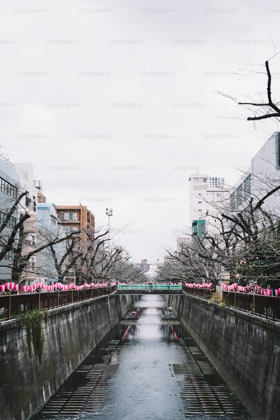 Japan cherry blossoms